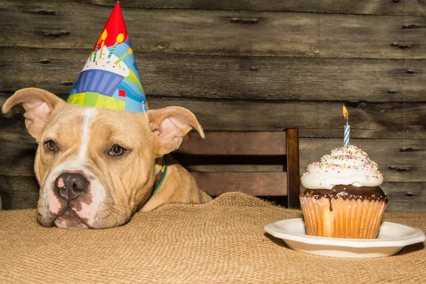 Cucciolo di compleanno carino — Foto Stock