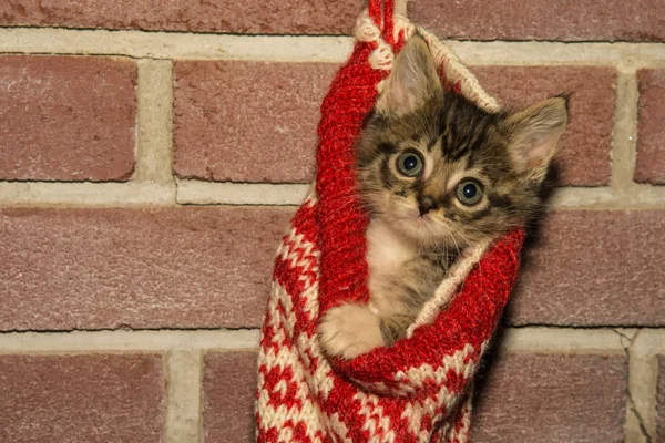 Boże Narodzenie Adorable Kitten — Zdjęcie stockowe