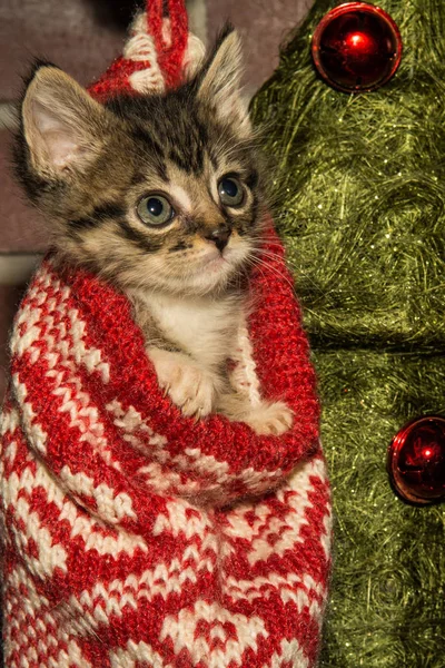 Adorable gatito de Navidad —  Fotos de Stock