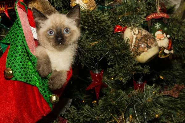 Котенок в рождественском чулке — стоковое фото