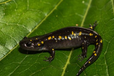 Bir benekli semender