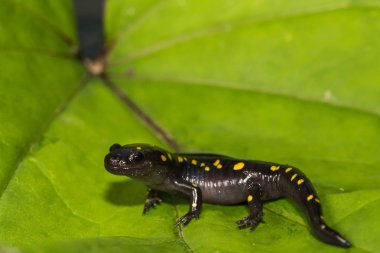 Bir benekli semender