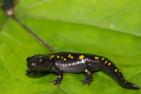 Una salamandra manchada — Foto de Stock