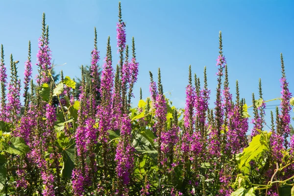 보라색 Loosestrife 부처꽃 salicaria — 스톡 사진