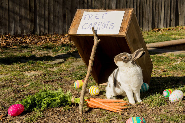 Поймать пасхального зайчика
