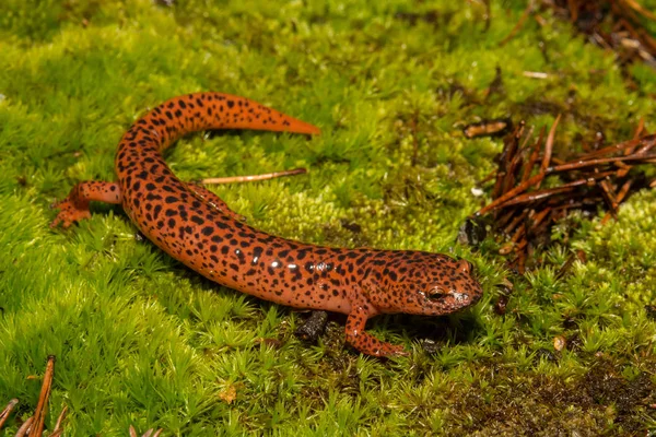 Una salamandra roja adulta —  Fotos de Stock