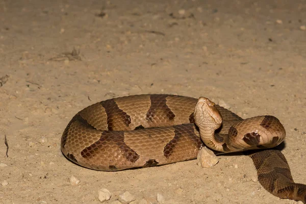 An Eastern Hognose Snake Stock Photo by ©Ondreicka1010 149617402