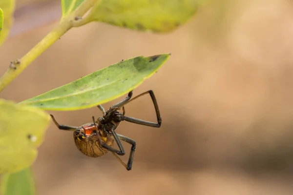 Araña viuda marrón — Foto de Stock