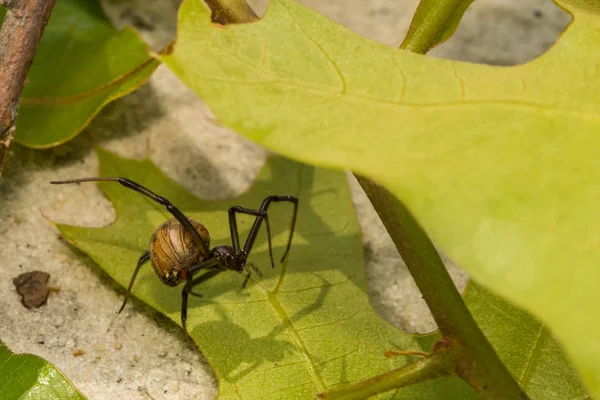 棕色的寡妇蜘蛛 — 图库照片
