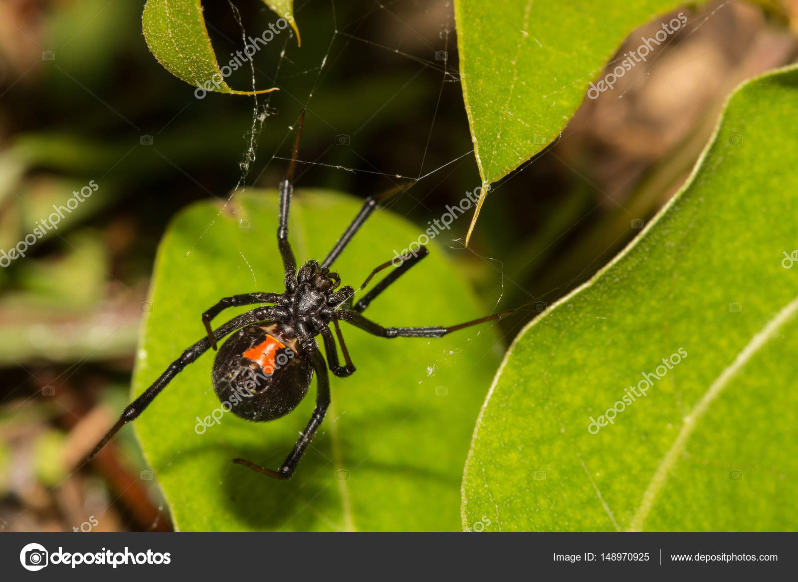 aranha viúva-negra — Fotografias de Stock © Ondreicka1010 ...