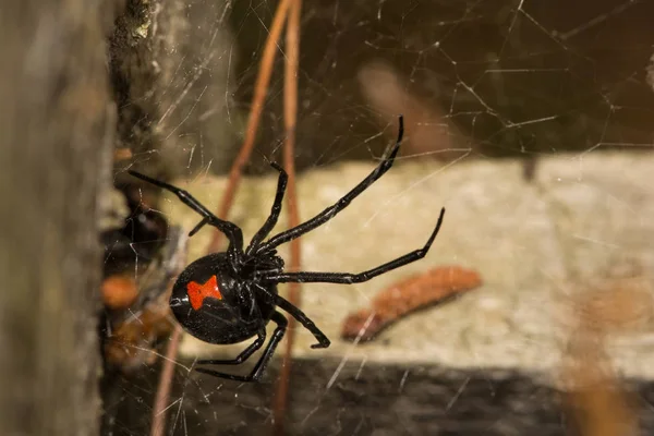 Black Widow Spider — Stock Photo, Image