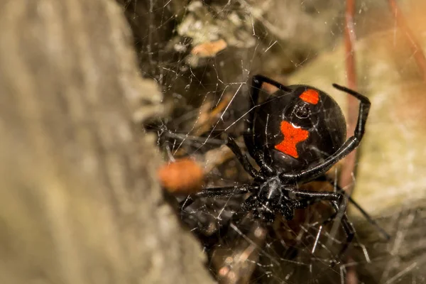 Spinne der schwarzen Witwe — Stockfoto