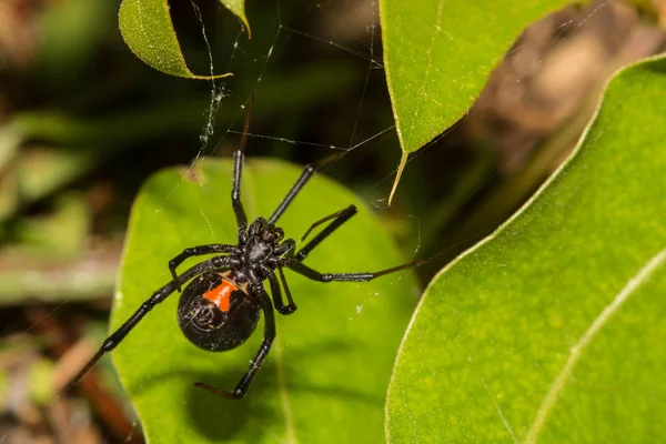 Aranha Viúva Negra — Fotografia de Stock