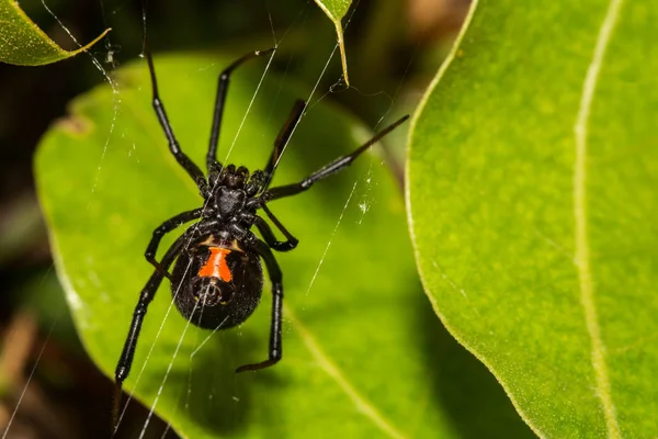 Araña viuda negra — Foto de Stock