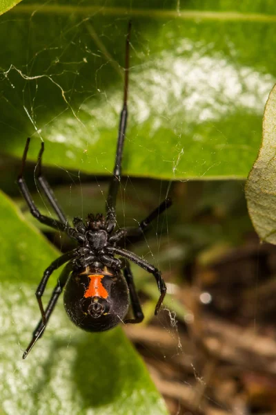 Araña viuda negra —  Fotos de Stock