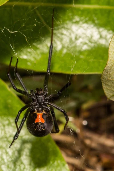 Zwarte weduwe spin — Stockfoto