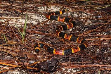 Eastern Coral Snake clipart
