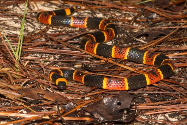 Eastern Coral Snake clipart
