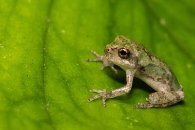 Gri ağaç kurbağa değişebilen