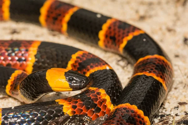 Eastern Coral Snake — Stock Photo, Image