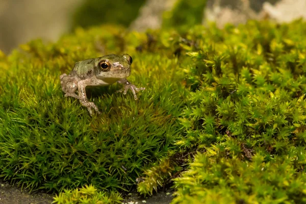 Gray Tree Frog Metamorph — Stock Photo, Image