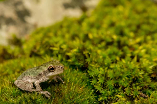 Gray Tree Frog Metamorph — Stock Photo, Image