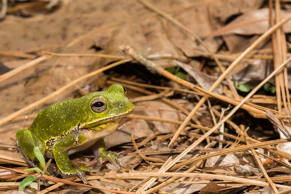 Лай деревна жаба — стокове фото