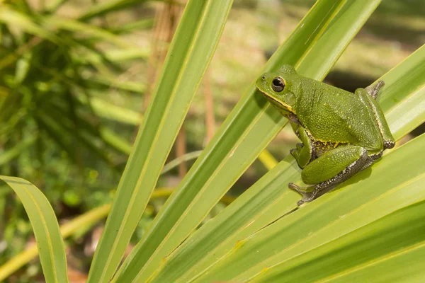 Ladridos rana árbol — Foto de Stock