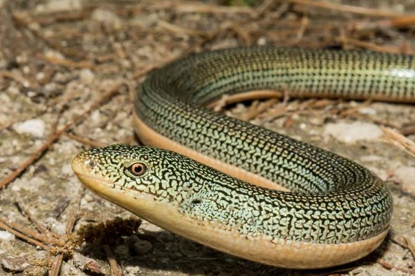 Eastern Glass Lizard — Stock Photo, Image