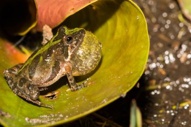 Florida Cricket Frog clipart