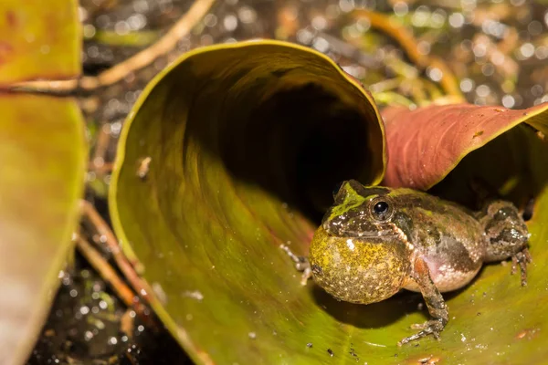 플로리다 크리켓 개구리 — 스톡 사진