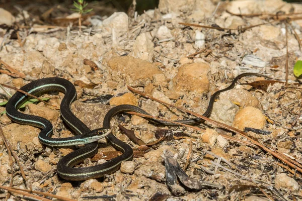 Cyprinella menyfliksområdet orm — Stockfoto