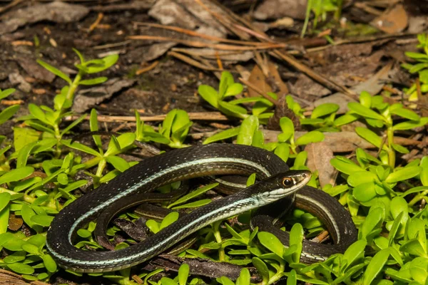 Bluestripe Ribbon Snake — Stock Photo, Image