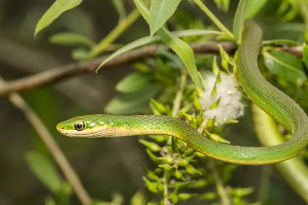 Uma cobra verde áspera — Fotografia de Stock