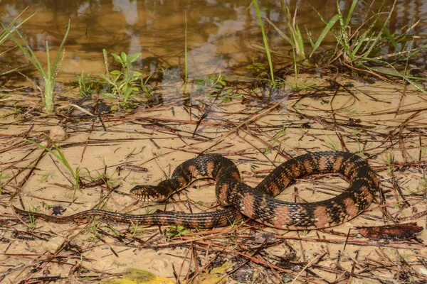 Banded Water Snake — Stock Photo, Image