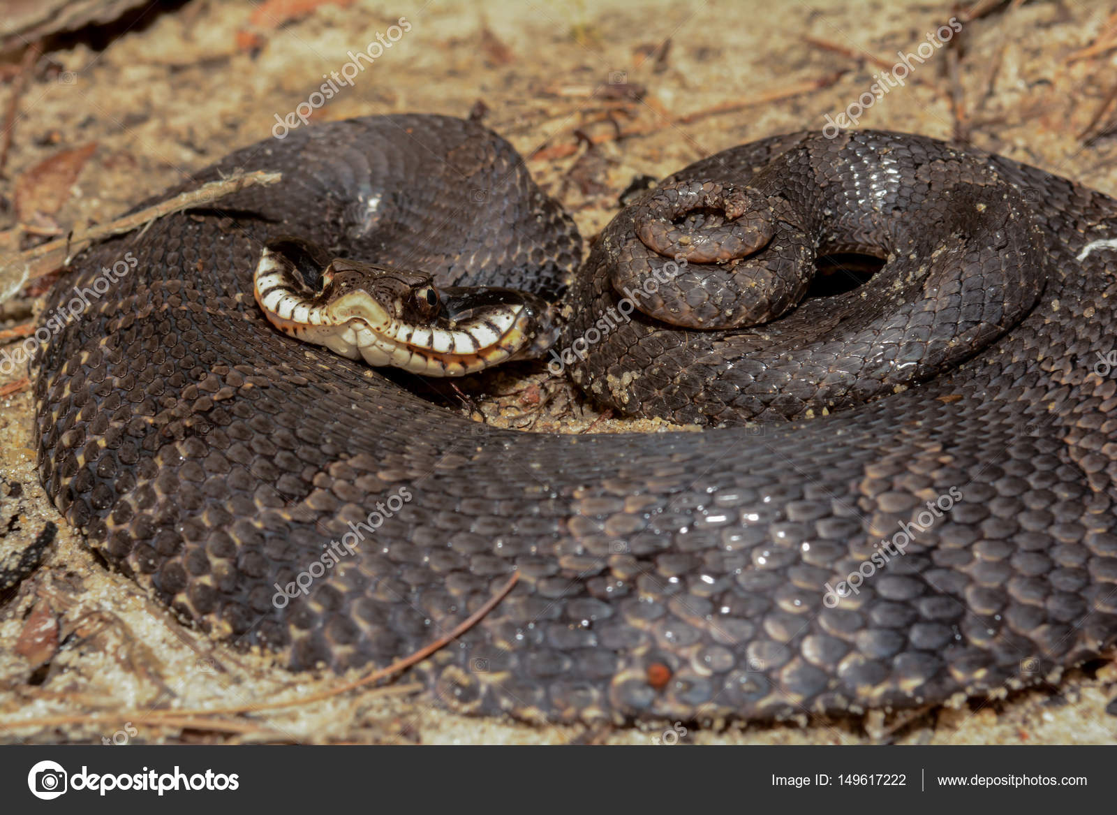 An Eastern Hognose Snake Stock Photo by ©Ondreicka1010 149617402
