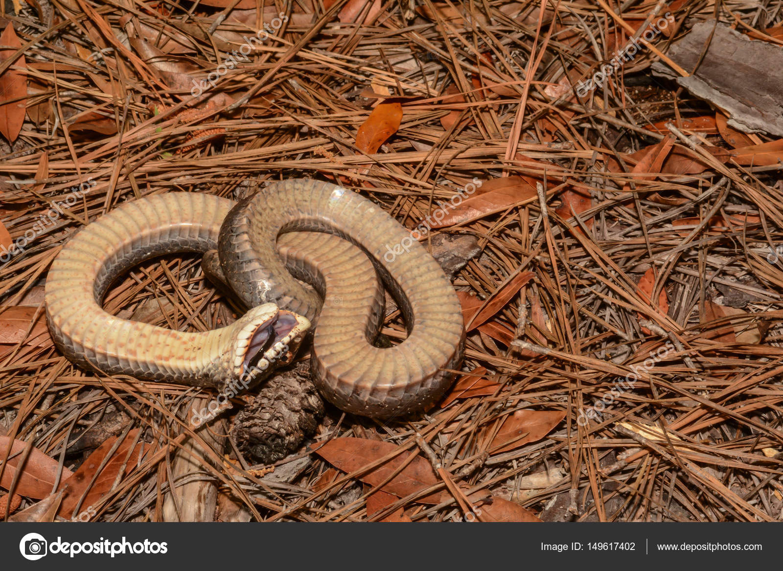 An Eastern Hognose Snake Stock Photo by ©Ondreicka1010 149617402