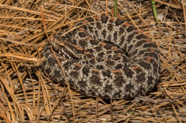 A close up of a Pygmy Rattlesnake clipart