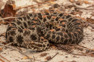 A close up of a Pygmy Rattlesnake clipart