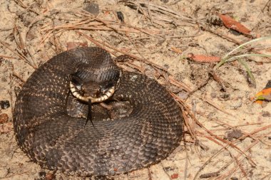An Eastern Hognose Snake clipart