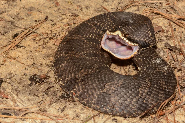 Egy Kelet-hognose kígyó — Stock Fotó