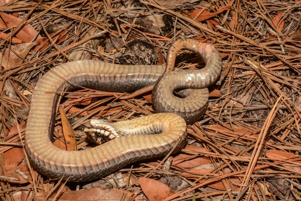 Egy Kelet-hognose kígyó — Stock Fotó