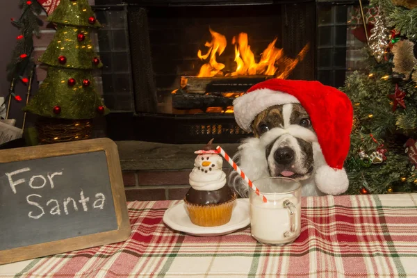 Bonito Santa Dog — Fotografia de Stock