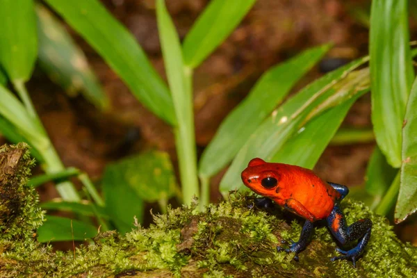 Strawberry Poison Dart Frog — Stock Photo, Image