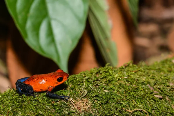 Strawberry Poison Dart Frog — Stock Photo, Image