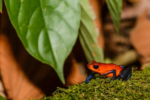 Strawberry Poison Dart Frog — Stock Photo, Image