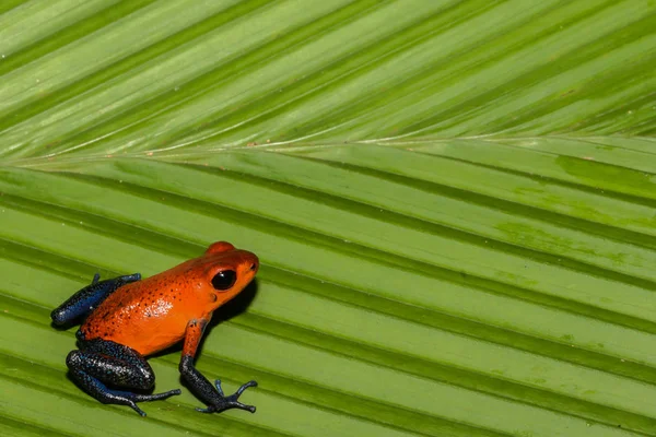 Aardbei pijlgifkikkers kikker — Stockfoto