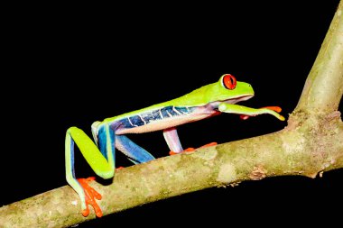 Kırmızı gözlü ağaç kurbağası.