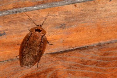 Central American giant cave cockroach clipart