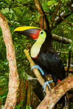 kestane çeneli toucan